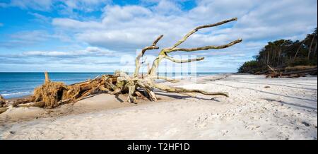 Panorama, entwurzelte Baum am Strand der Ostsee, Darßer Weststrand, Nationalpark Vorpommersche Boddenlandschaft, Halbinsel Stockfoto