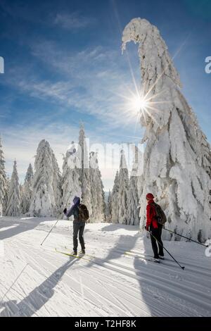 Langläufer auf der Loipe umgeben von schneebedeckten Tannen bedeckt, Feldberg, Schwarzwald, Baden-Württemberg, Deutschland Stockfoto