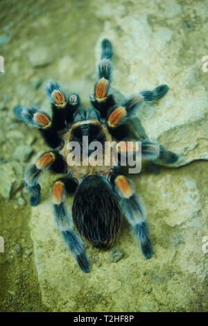 Mexican redknee Tarantula (Brachypelma smithi), Captive, Deutschland Stockfoto