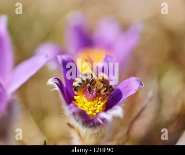 Honig BIENE (APIS) an blühenden Pasque flower (Pulsatilla vulgaris) Blühende, Oberpfalz, Bayern, Deutschland Stockfoto