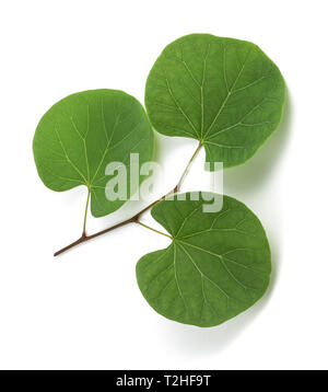 Cercis siliquastrum (Judas tree) Ast mit Blätter isoliert auf weißem Stockfoto