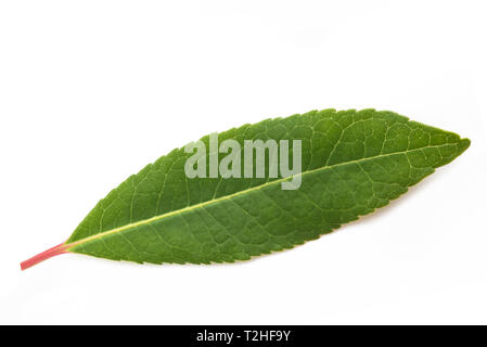 Arbutus unedo (Erdbeerbaum) auf weißem Hintergrund Stockfoto