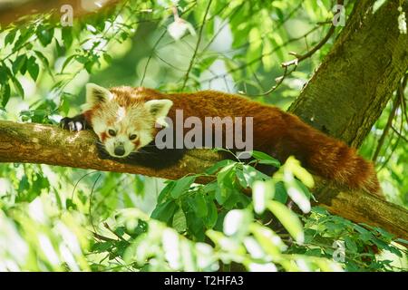 Kleiner Panda (Ailurus fulgens) liegen auf einem Ast, Captive, Tschechische Republik Stockfoto