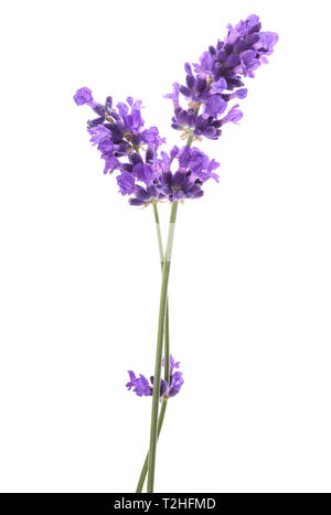 Lavendel Blumen auf weißem Hintergrund Stockfoto