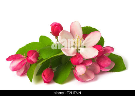 Apple-Blumen mit Knospen, die isoliert auf weißem Hintergrund Stockfoto