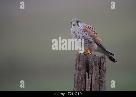 Turmfalke (Falco tinnunculus) sitzen auf Post, Rheinland-Pfalz, Deutschland Stockfoto