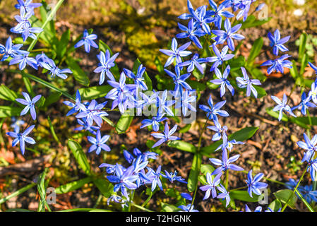 Chionodoxa luciliae-blühen im Frühjahr in den Garten. Stockfoto