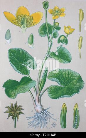Sumpfdotterblume (Caltha palustris), historische Abbildung von 1885, Deutschland Stockfoto