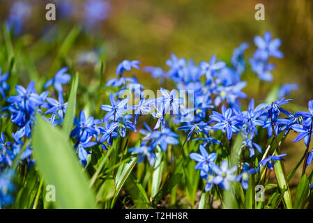 Chionodoxa luciliae-blühen im Frühjahr in den Garten. Stockfoto