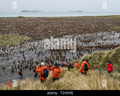 Königspinguin Küken und Vogelbeobachtung Touristen auf Salisbury Plain, South Georgia Island in der Antarktis Stockfoto