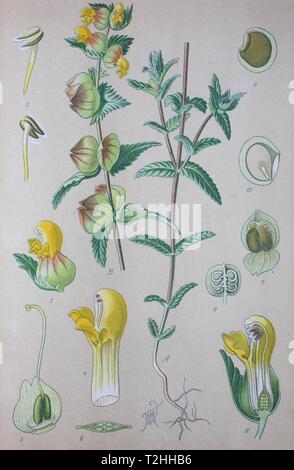 Mehr Gelb - Rassel (Rhinanthus angustifolius), historische Abbildung von 1885, Deutschland Stockfoto