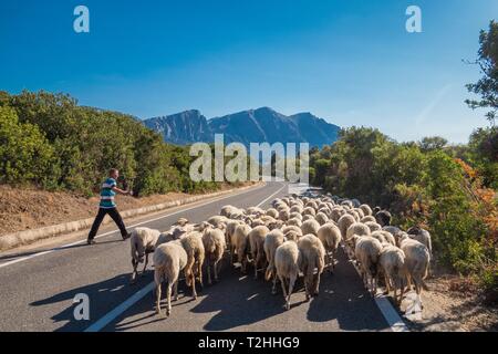 Schäfer mit Herde auf der Straße nach Orgosolo in Sardinien, Italien, Europa Stockfoto