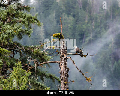 Nach der Weißkopfseeadler, Haliaeetus leucocephalus, Misty Fjords National Monument, Southeast Alaska, Vereinigte Staaten von Amerika Stockfoto