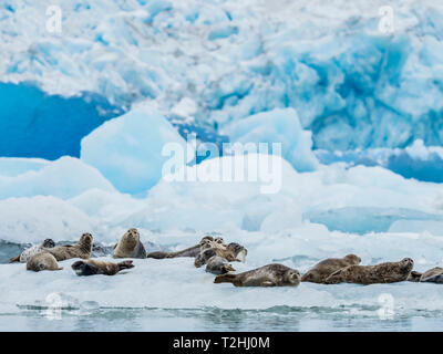 Nach Seehunden, Phoca vitulina, mitgeführt und auf Eis am Süden Sawyer Gletscher, Tracy Arm, Alaska, Vereinigte Staaten von Amerika Stockfoto