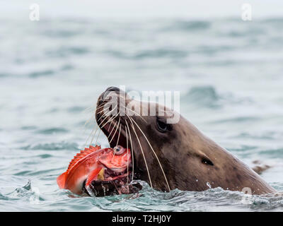 Ein erwachsener Bulle Steller sea lion, Eumetopias jubatus, Essen eine rockfish in der Inian Inseln, Southeast Alaska, Vereinigte Staaten von Amerika Stockfoto