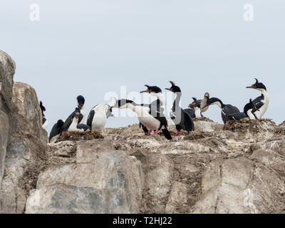Nesting Imperial shag, Dendrocopos atriceps, auf kleinen Inselchen im Beagle Kanal, Ushuaia, Argentinien, Südamerika Stockfoto