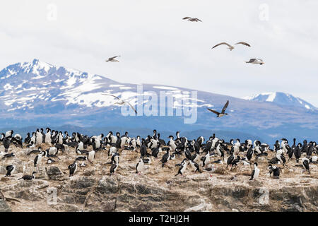 Imperial shag, Dendrocopos atriceps, Brutplatz auf Inselchen in den Beagle Kanal, Ushuaia, Argentinien, Südamerika Stockfoto