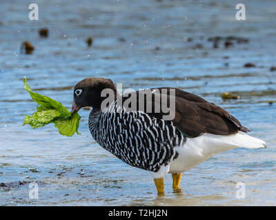 Erwachsene Frau kelp Gans, Chloephaga hybrida, Fütterung auf Kelp bei Ebbe an der West Point Island, Falkland Inseln, Süd Atlantik Stockfoto