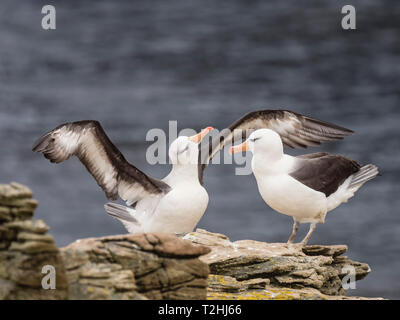 Schwarz der tiefsten Albatross, Thalassarche melanophris, Balz auf New Island, Falkland Inseln, Süd Atlantik Stockfoto