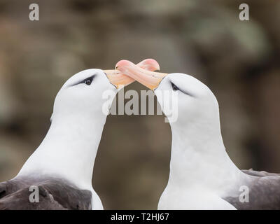 Schwarz der tiefsten Albatross, Thalassarche melanophris, Balz auf New Island, Falkland Inseln, Süd Atlantik Stockfoto