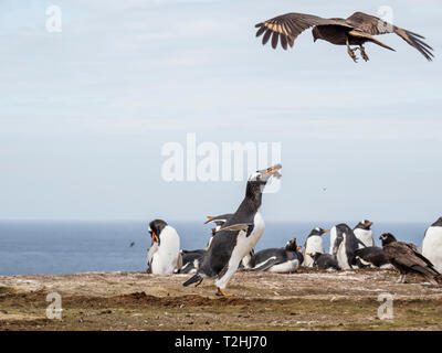 Ein erwachsener Südlicher Karakara, Phalcoboenus Australis, belästigend, eine Gentoo Penguin, New Island, Falkland Inseln, Süd Atlantik Stockfoto