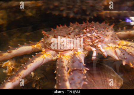 Frische Meeresfrüchte im Restaurant Aquarium, big Kamtschatka Krabbe, Jakobsmuscheln, Austern. Konzept gesunde Ernährung, Lebensstil, nützlich Essen, Zartheit, Diet Meal in Stockfoto