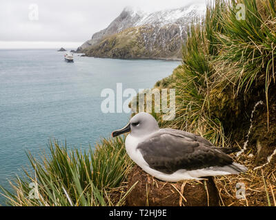 Nach Graukopfalbatros, Thalassarche chrysostoma, am Nest auf tussock Gras an Elsehul, South Georgia Island, Atlantik Stockfoto