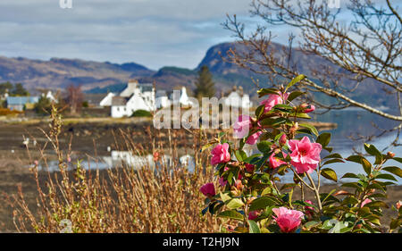 PLOCKTON LOCH CARRON WESTER ROSS SCHOTTLAND CAMELLIA am Ufer von Loch Carron Stockfoto