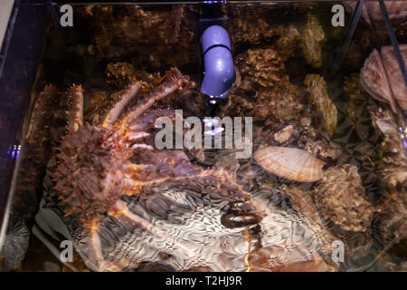 Frische Meeresfrüchte im Restaurant Aquarium, big Kamtschatka Krabbe, Jakobsmuscheln, Austern. Konzept gesunde Ernährung, Lebensstil, nützlich Essen, Zartheit, Diet Meal in Stockfoto