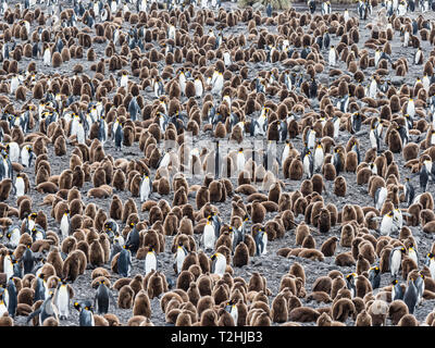 Oakum Königspinguin jungen Küken, Aptenodytes patagonicus, unter Erwachsenen an der Salisbury Plain, South Georgia Island, Atlantik Stockfoto