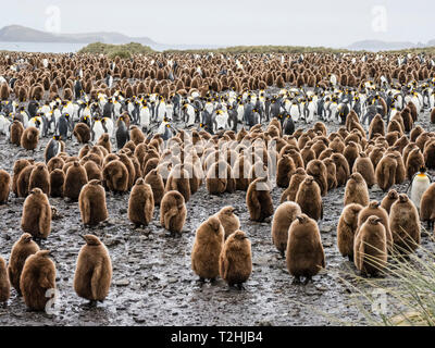 Oakum Königspinguin jungen Küken, Aptenodytes patagonicus, unter Erwachsenen an der Salisbury Plain, South Georgia Island, Atlantik Stockfoto