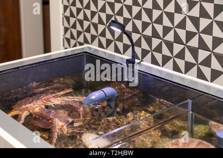 Frische Meeresfrüchte im Restaurant Aquarium, big Kamtschatka Krabbe, Jakobsmuscheln, Austern. Konzept gesunde Ernährung, Lebensstil, nützlich Essen, Zartheit, Diet Meal in Stockfoto