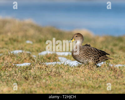 Eine endemische nach South Georgia pintail, Anas georgica, an der Wal station in Grytviken, South Georgia Island, Atlantik Stockfoto