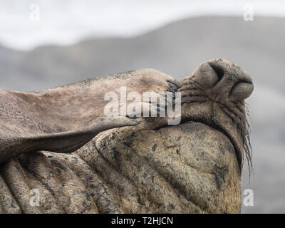 Nach bull südlichen Elephant seal, Mirounga leonina Leonina, Rüssel detail, Fortuna Bay, South Georgia Island, Atlantik Stockfoto