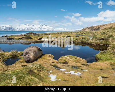 Nach bull südlichen Elephant seal, Mirounga leonina Leonina, in Grytviken, South Georgia Island, Atlantik geschleppt Stockfoto