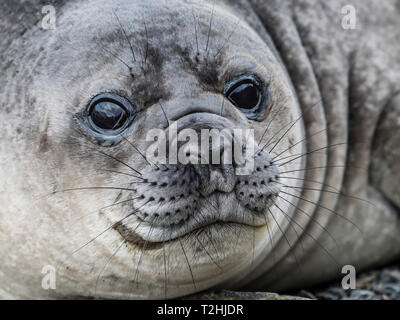 Neugierig südlichen Elephant seal Pup, Mirounga leonina Leonina, Jason Harbour, South Georgia Island, Atlantik Stockfoto