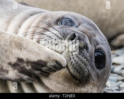 Südliche elephant SEAL Pup, Mirounga leonina Leonina, vor kurzem von der Mutter entwöhnt, Jason Harbour, South Georgia Island, Atlantik Stockfoto