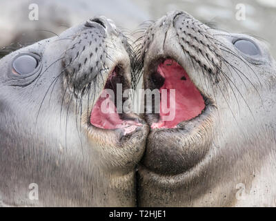 Männliche südlichen Elefant Jungrobben, Mirounga leonina Leonina, mock Kämpfen in Gold Harbour, South Georgia Island, Atlantik Stockfoto