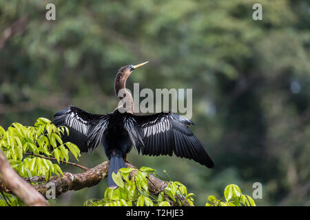 Ein erwachsenes Weibchen, anhinga Anhinga anhinga, ihre Flügel trocknen in Tortuguero National Park, Costa Rica, Mittelamerika Stockfoto