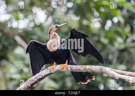 Ein erwachsenes Weibchen, anhinga Anhinga anhinga, ihre Flügel trocknen in Tortuguero National Park, Costa Rica, Mittelamerika Stockfoto