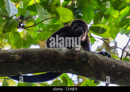 Ein erwachsener mantled Brüllaffen, Alouatta palliata, im Wald von Caletas finden, Halbinsel Osa, Costa Rica, Mittelamerika Stockfoto