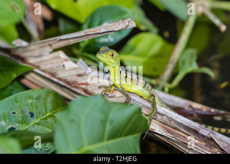 Ein Jugendlicher plumed Basilisk, Basiliscus plumifrons, Cano Chiquerra, Nationalpark Tortuguero, Costa Rica, Mittelamerika Stockfoto