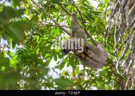 Ein erwachsenes Männchen brown-throated Faultier, Bradypus variegatus, in Manuel Antonio National Park, Costa Rica, Mittelamerika Stockfoto