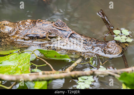 Ein erwachsener Brillenbär, Caiman crocodilus Caiman, Cano Chiquerra, Nationalpark Tortuguero, Costa Rica, Mittelamerika Stockfoto