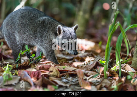 Ein erwachsener Krabbe - raccoon Essen, Procyon cancrivorus, Manuel Antonio National Park, Costa Rica, Mittelamerika Stockfoto