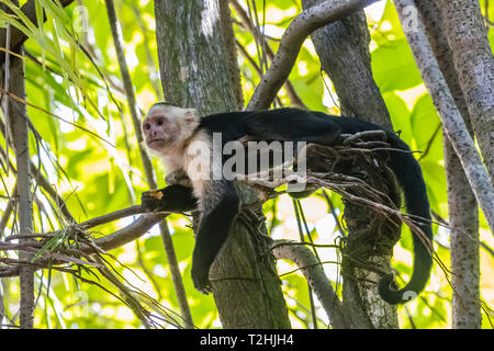 Eine panamasche white-faced Kapuziner, Cebus Nachahmer, in Manuel Antonio National Park, Costa Rica, Mittelamerika Stockfoto