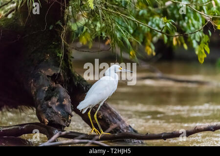 Ein erwachsener snowy egret, Egretta thula, Stalking Opfer in Tortuguero National Park, Costa Rica, Mittelamerika Stockfoto