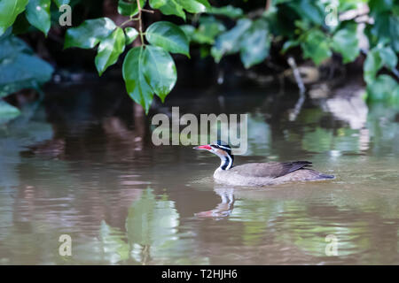 Ein Erwachsener, sungrebe Heliornis fulica, Schwimmen in Cano Chiquerra, Nationalpark Tortuguero, Costa Rica, Mittelamerika Stockfoto