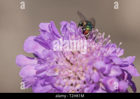 Gemeinsame Gree Flasche auf Scabious Blütenkopf Fliegen Stockfoto