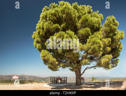 Kreta Baum Postkarte Kreta Griechenland Stockfoto